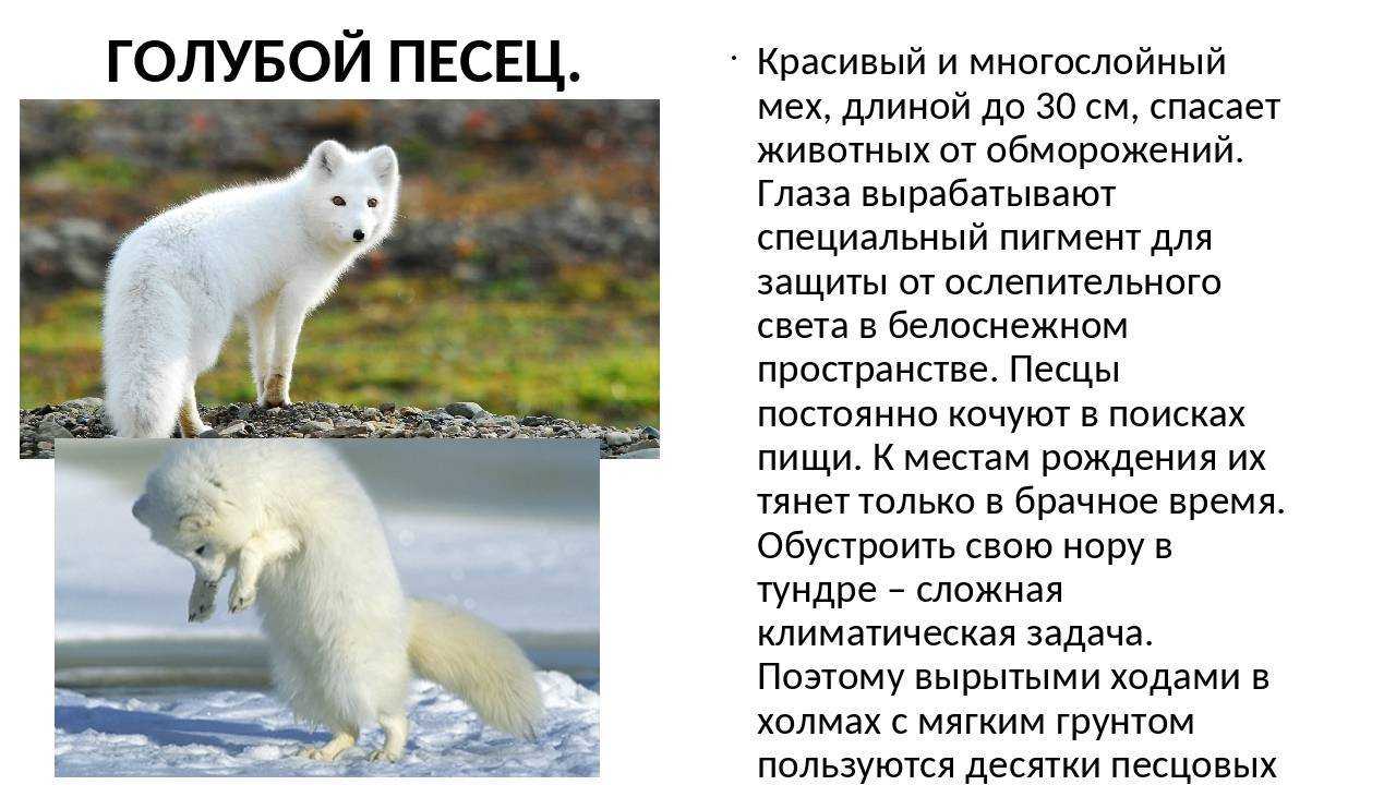 Песец: фото песца и описание животного