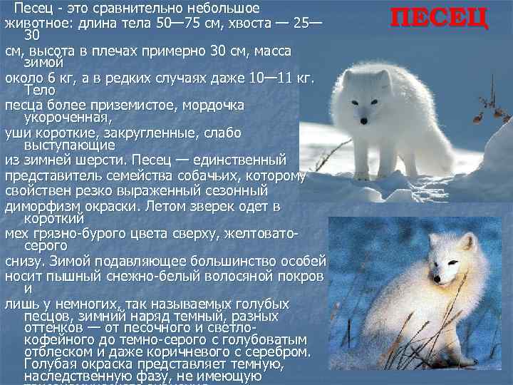Песец – описание, образ жизни, питание, размножение