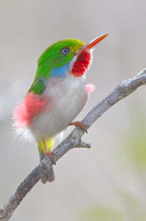 Кубинский тоди — вики