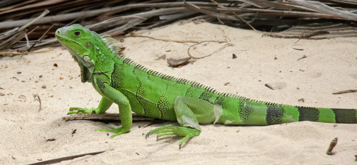 Ящерица – описание, виды, где обитает, чем питается, фото