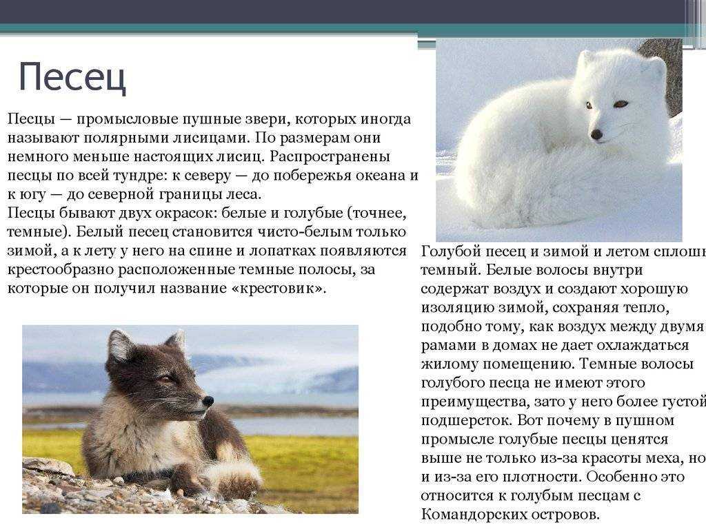 Песец: фото, описание, подвиды, образ жизни полярной лисицы