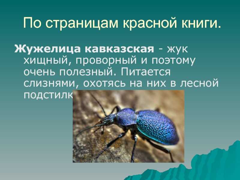 Жужелица садовая обыкновенная на охране вашего урожая