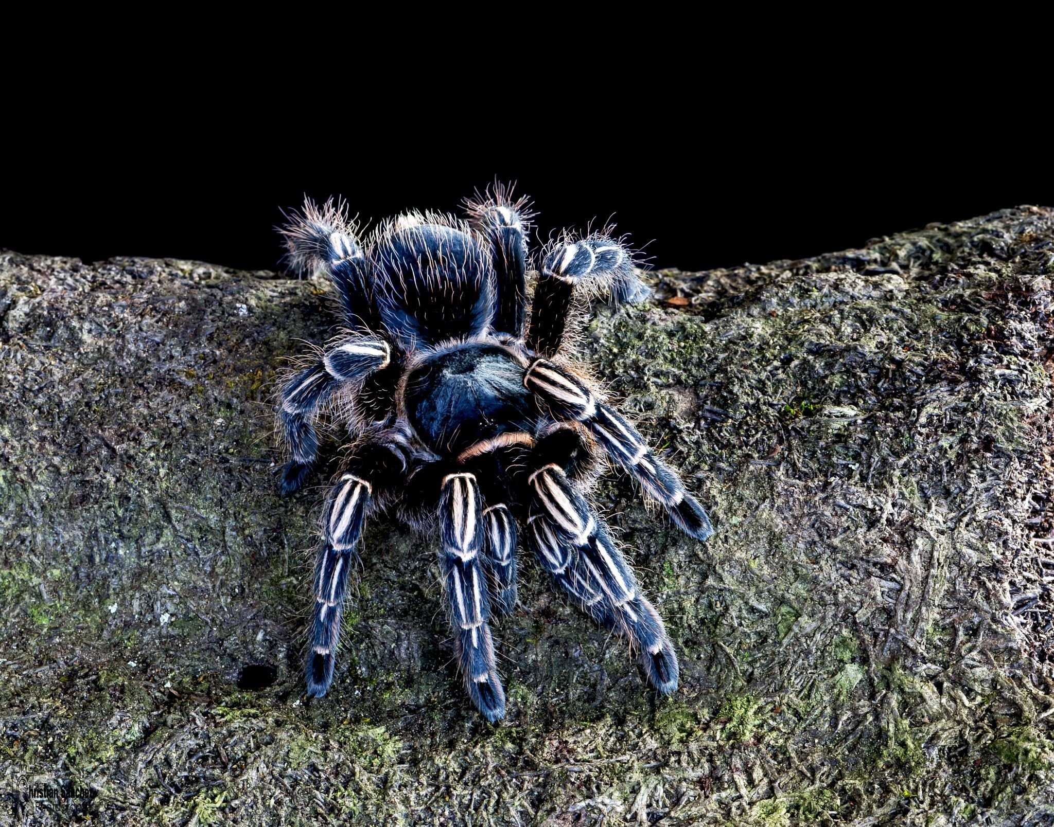 Птицеед брахипельма альбопилосум, линька домашнего паука, купить брахипельма альбопилосум