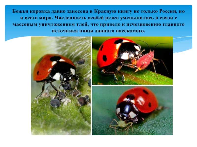 Описание и особенности жужелицы – чем занимается и как питается в природе