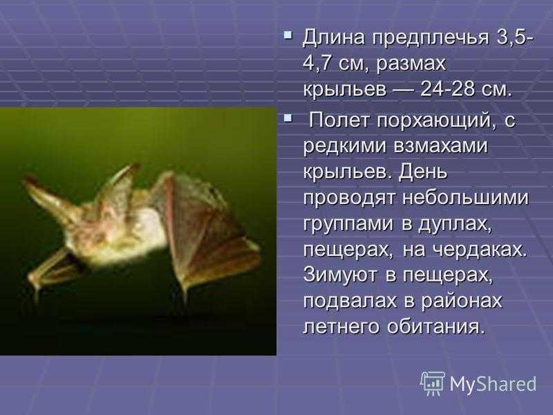 Вечерницы. род летучих мышей, описание, фото, распространение