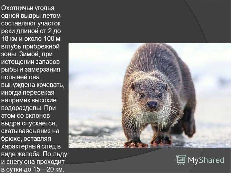 Выдра животное. описание, особенности, виды, образ жизни и среда обитания выдры | живность.ру