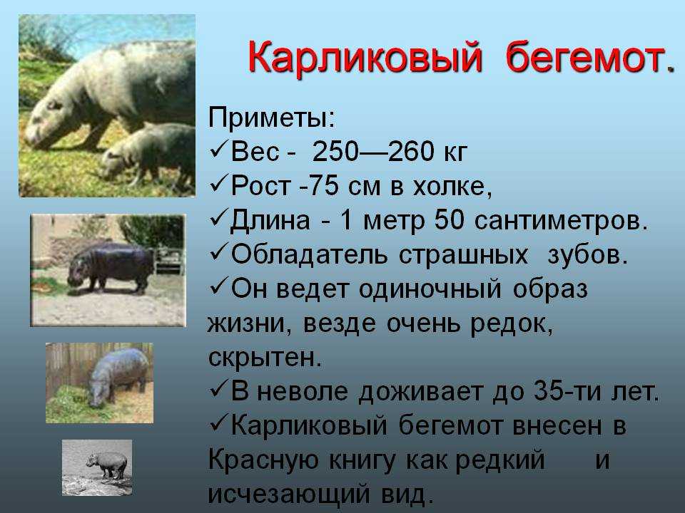 Карликовый гиппопотам - описание, ареал, среда обитания, размножение, поведение, питание, угрозы, фото и видео