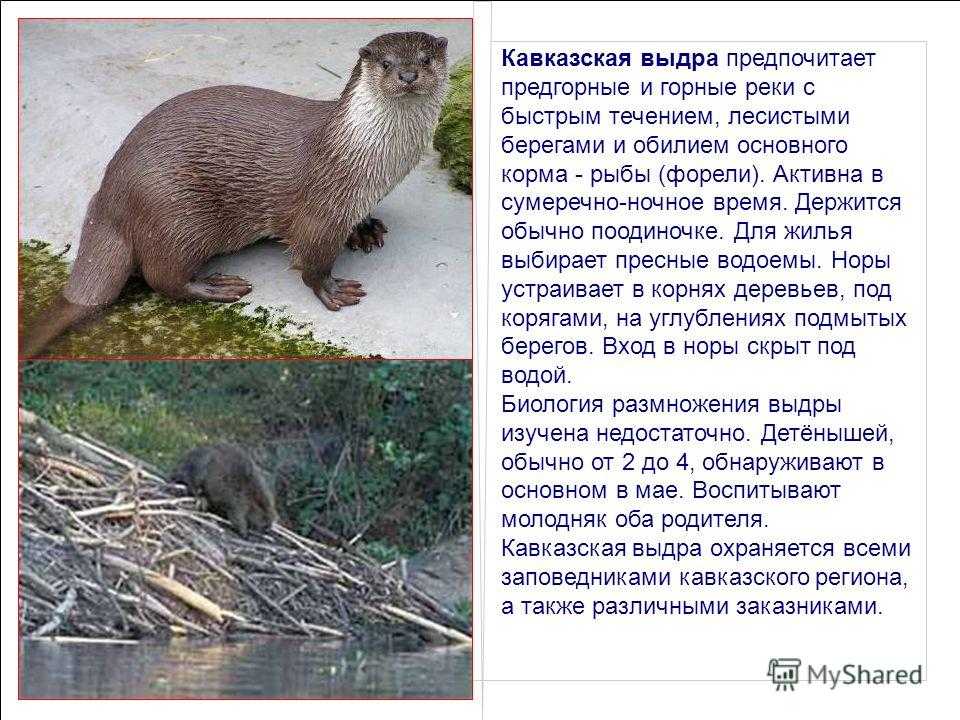 Выдра обыкновенная, или выдра речная