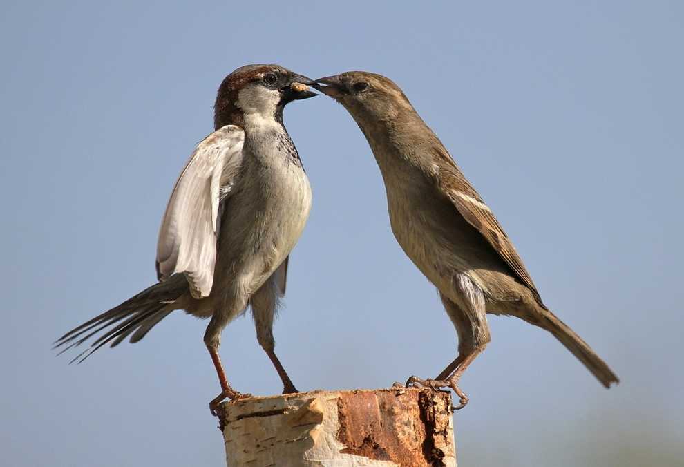 Класс птицы, aves