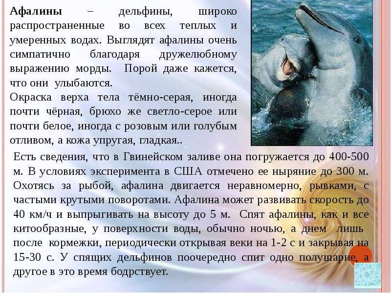 Афалина, или большой дельфин (лат. tursiops truncatus). описание, фото и видео афалина
