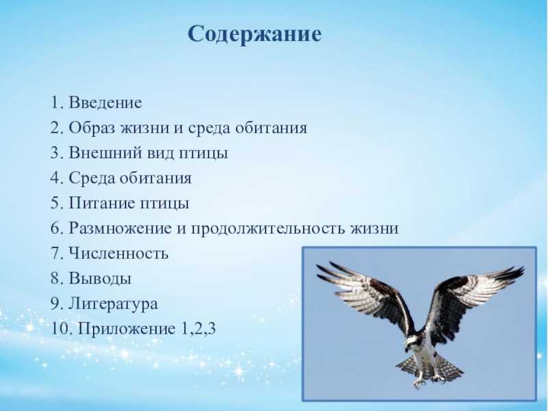 Птица скопа — символ 2018 года (описание, фото)