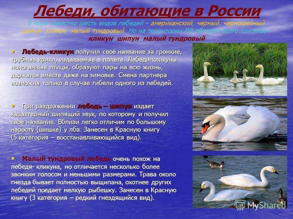 Лебедь-шипун - frwiki.wiki
