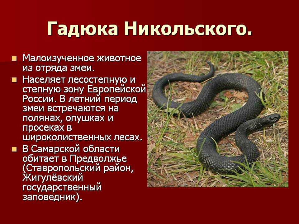 Гадюка обыкновенная. фото ядовитой красавицы