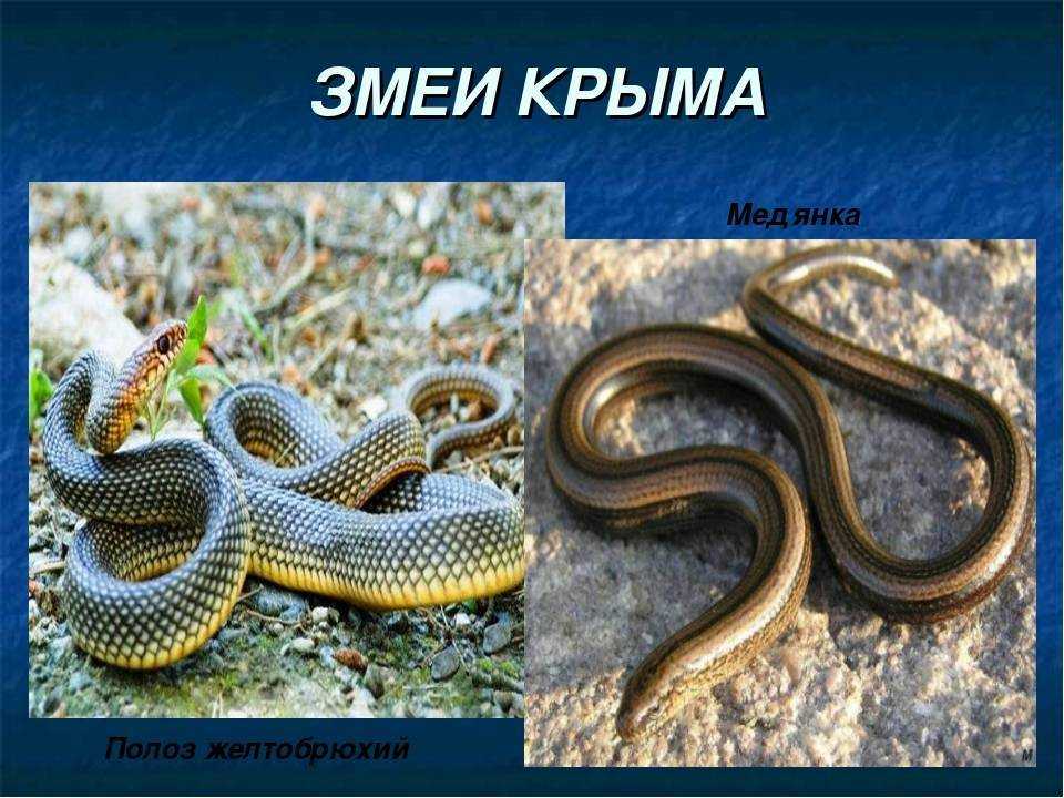 Леопардовый лазающий полоз Zamenis situla обитает в Крыму и восточном Средиземноморье Длина тела этих змей обычно около 1 метра Окраска спины сероватая, кремовая или палево-коричневая