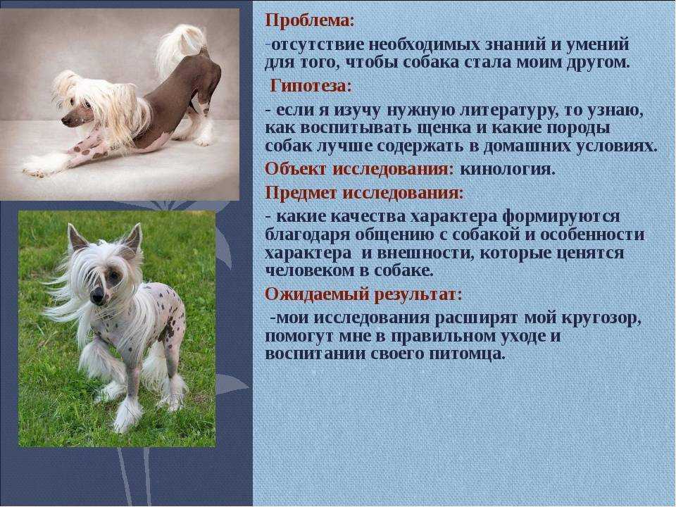 Сикоку: осписание породы, внешние особенности японских собак, характер и содержание, отзывы и фото