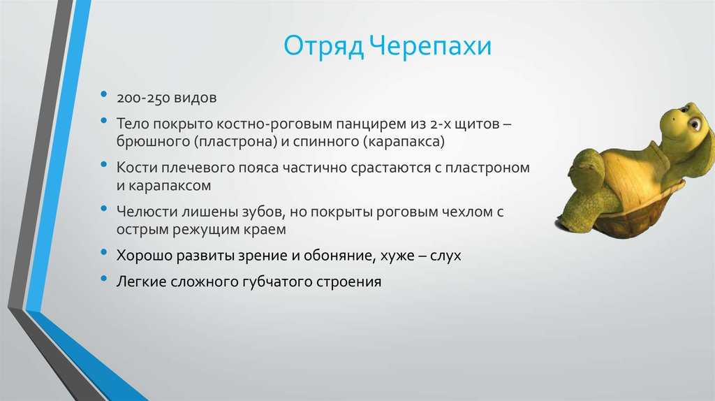 Кто такие рептилии?