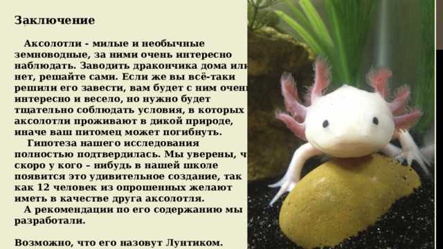 Презентация на тему "жизненный цикл мексиканской амбистомы" 6 класс