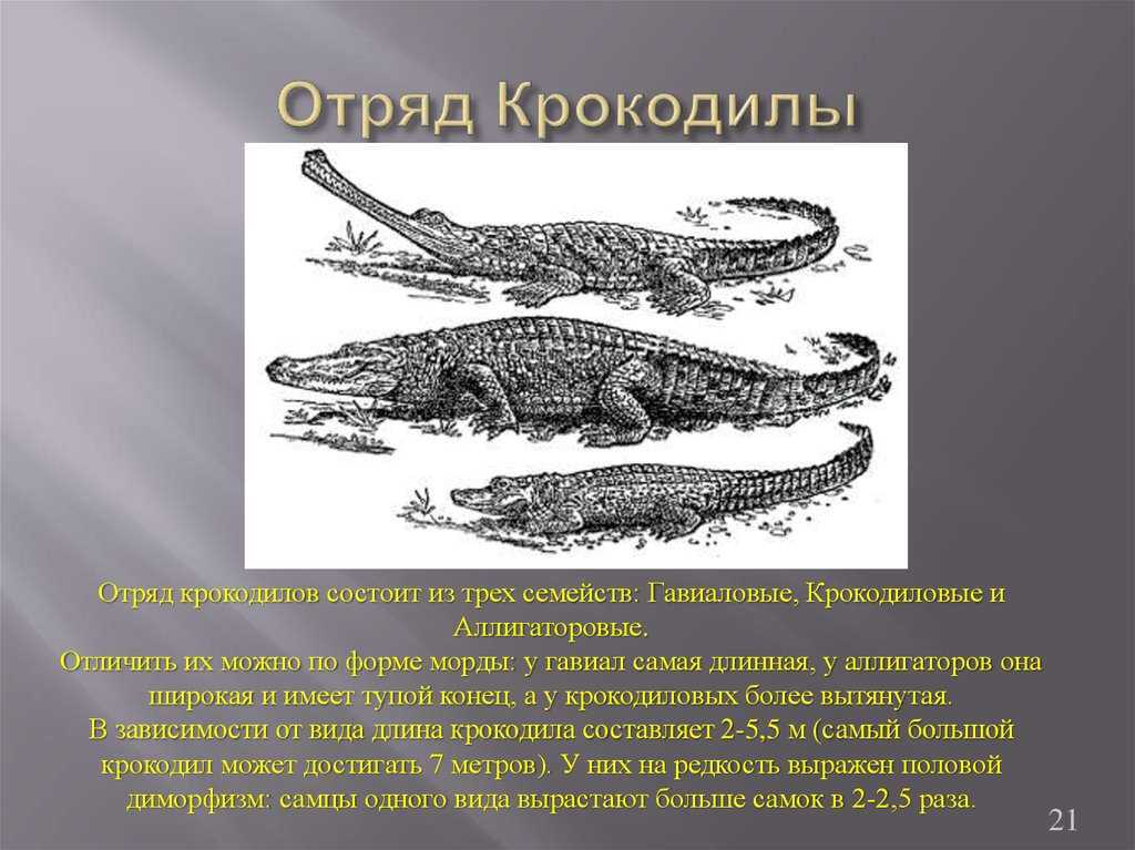 Кто такие рептилии?