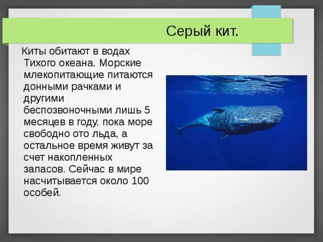 Серый кит Eschrichtius gibbosus обитают в северной части Тихого океана, совершая регулярные сезонные миграции Длина тела у самок 12—15 м, у самцов 11—14,6 м; масса 15—35 т