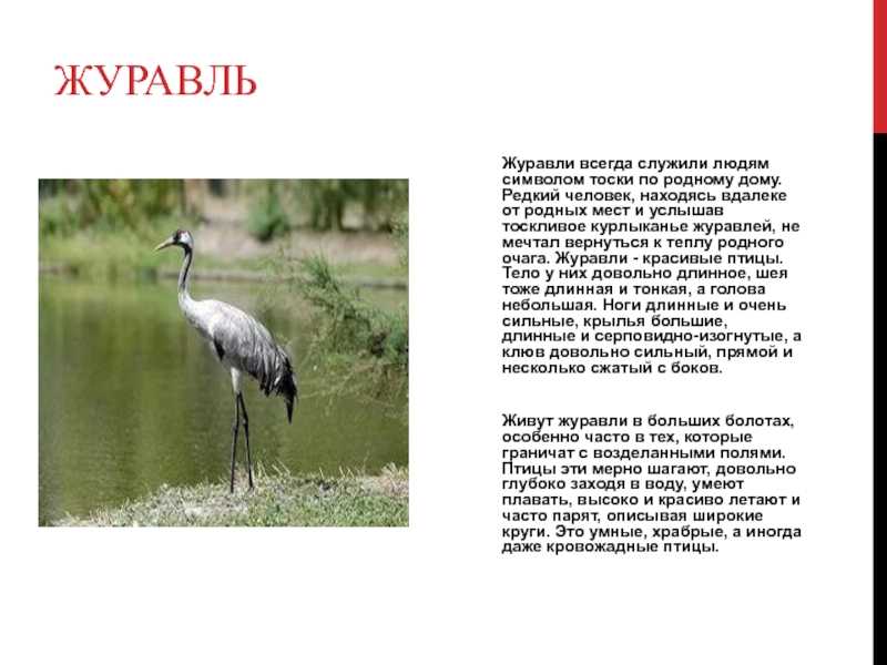 Описание серого журавля из красной книги
