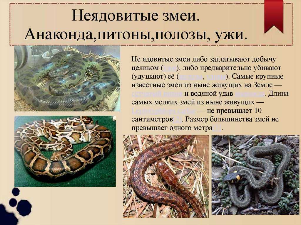 Медянка змея. образ жизни и среда обитания медянки. статья подробно расскажет о змее медянке, её особенностях и образе жизни