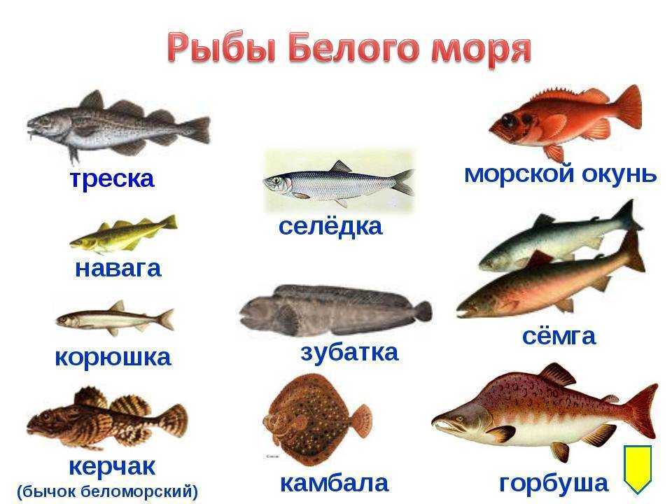 Морская рыба список: виды и названия по классификационному признаку
