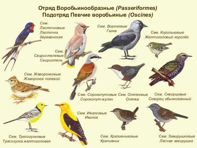 Отряд воробьиные Passeriformes - самая многочисленная группа птиц К ним относятся птицы мелкой и средней величины вес от 4 г до 1,5 кг, внешне они очень разные Систематика Воробьинообразных