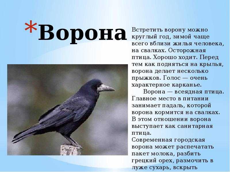 Дрозд (фото птицы): лесной певец с богатым репертуаром