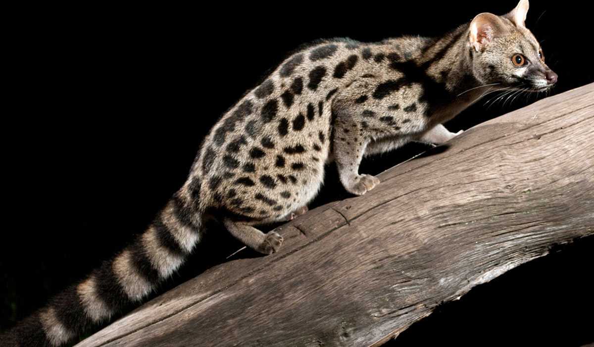 Кошкообразные