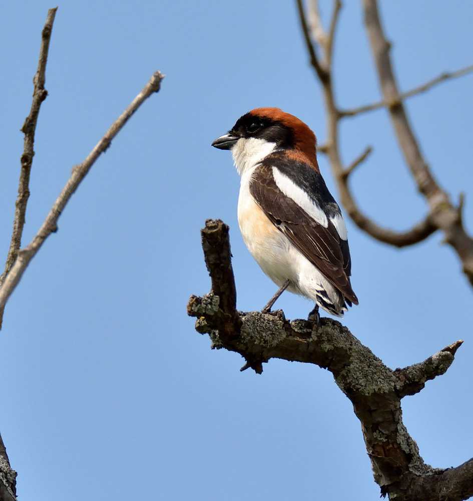 Серый сорокопут — lanius excubitor (linnaeus, 1758)