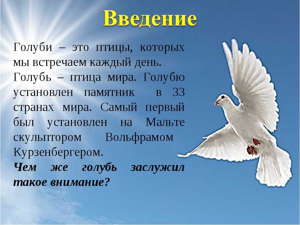 Никобарский, или гривистый голубь Caloenas nicobarica - единственный представитель рода гривистых голубей, обитающий на Никобарских и Андаманских островах, в Индонезии, Филиппинах, Малайзии, Тайланде Длина тела достигает 40 см, вес – 700 г