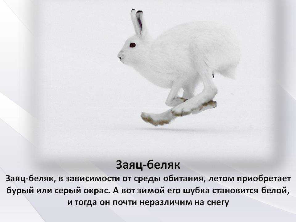 Заяц-беляк | virtual laboratory wiki | fandom