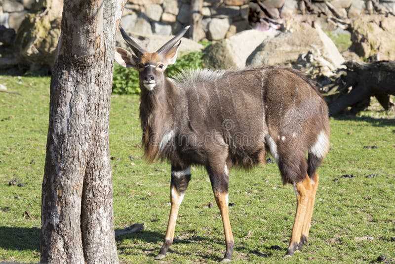 Ситатунга (tragelaphus spekii) - зооветеринарный портал беларуси 1vet.by