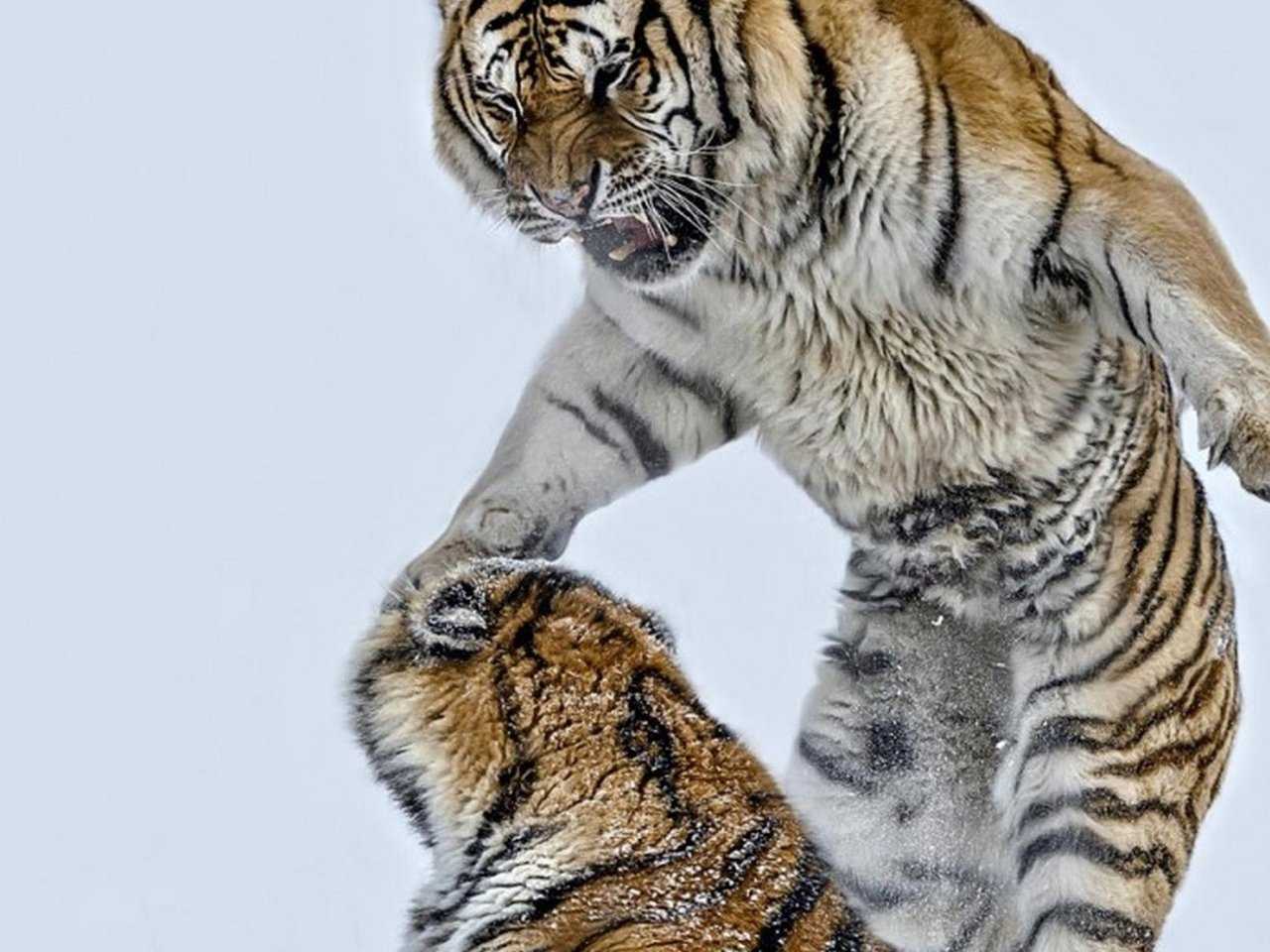 Тигр на задних лапах