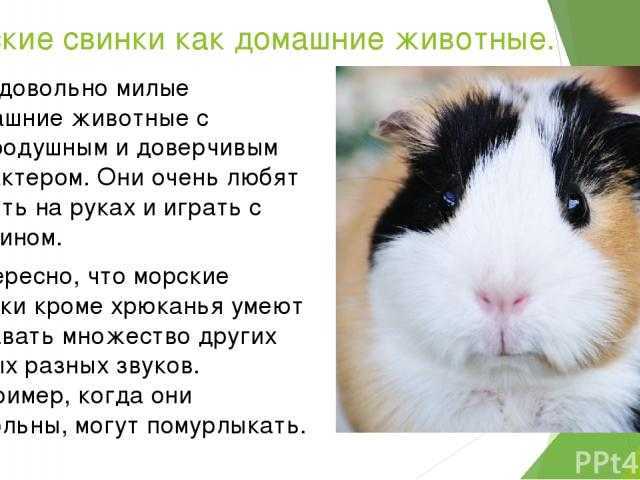 Морская свинка коронет: что нужно знать о породе