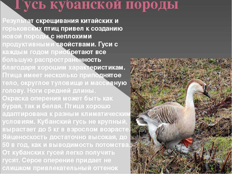 Серый гусь  (anser anser). птицы европейской россии.