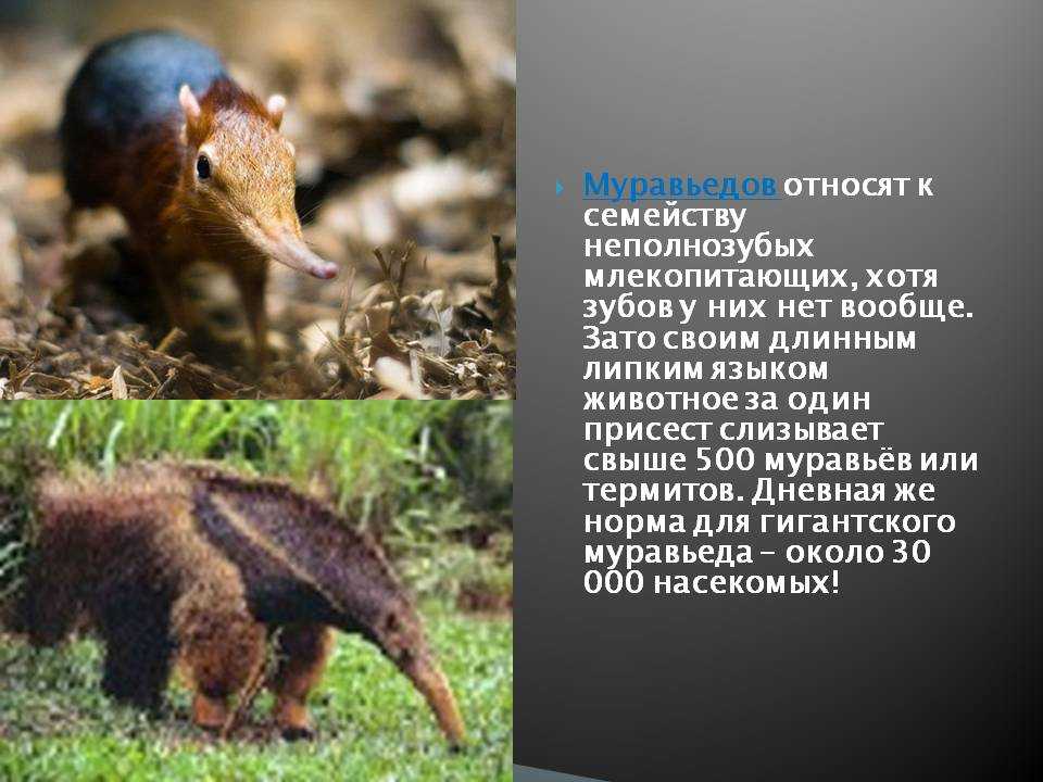 Отряд viii неполнозубые (edentata). жизнь животных том i млекопитающие