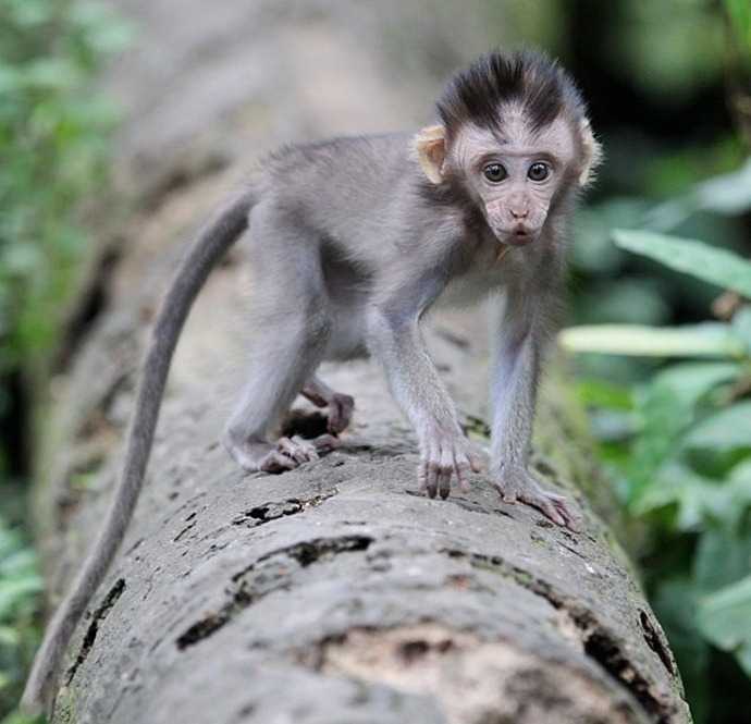 Макак-крабоед / macaca fascicularis