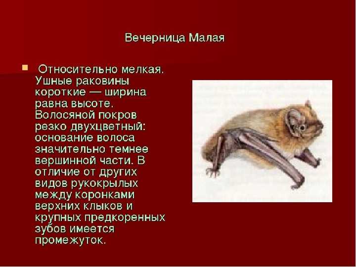 Рыжая вечерница: описание, особенности, среда обитания и интересные факты