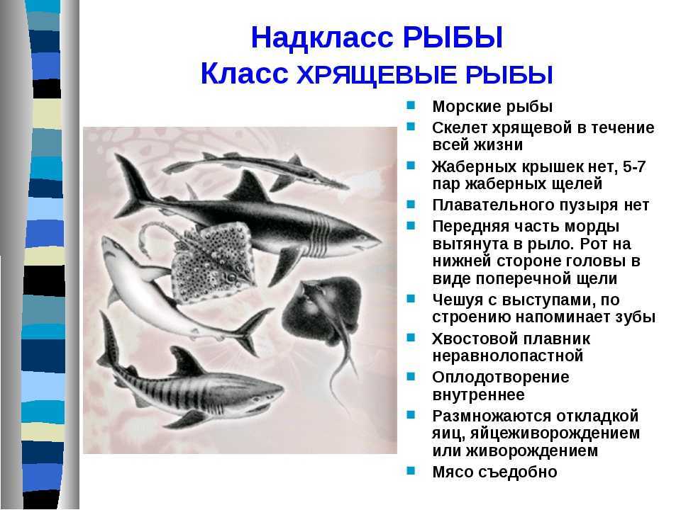 Интересная информация о хрящевых рыбах — химерах, акулах, скатах
