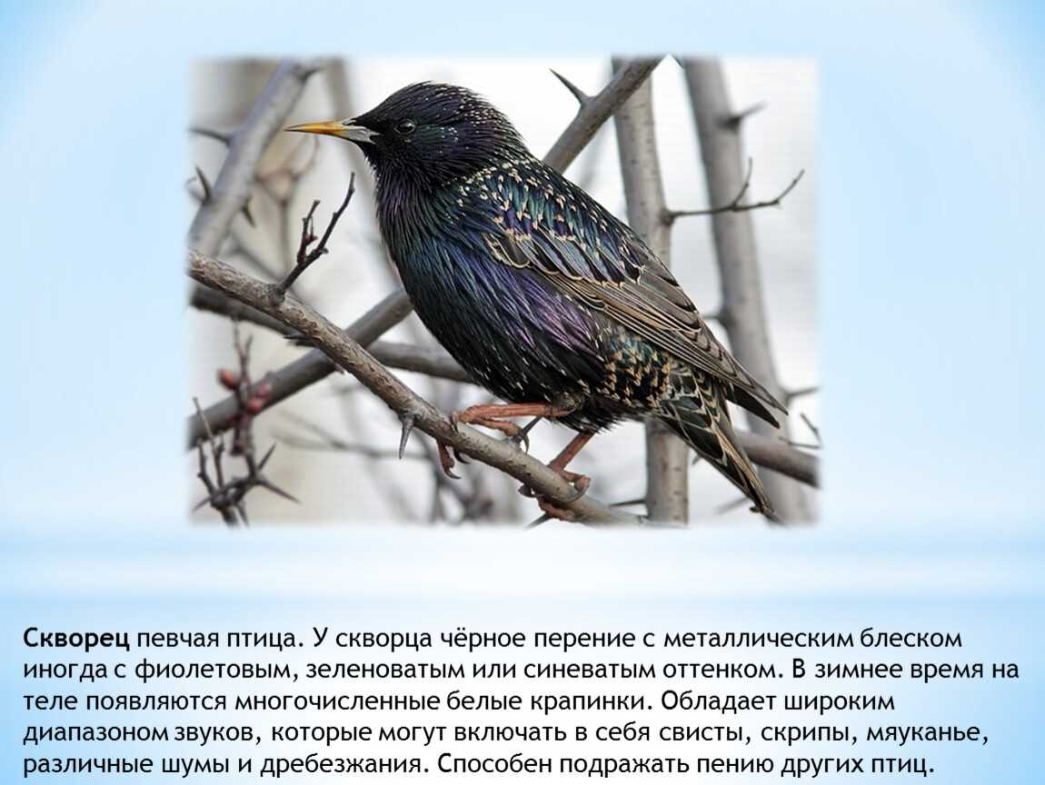 Скворец