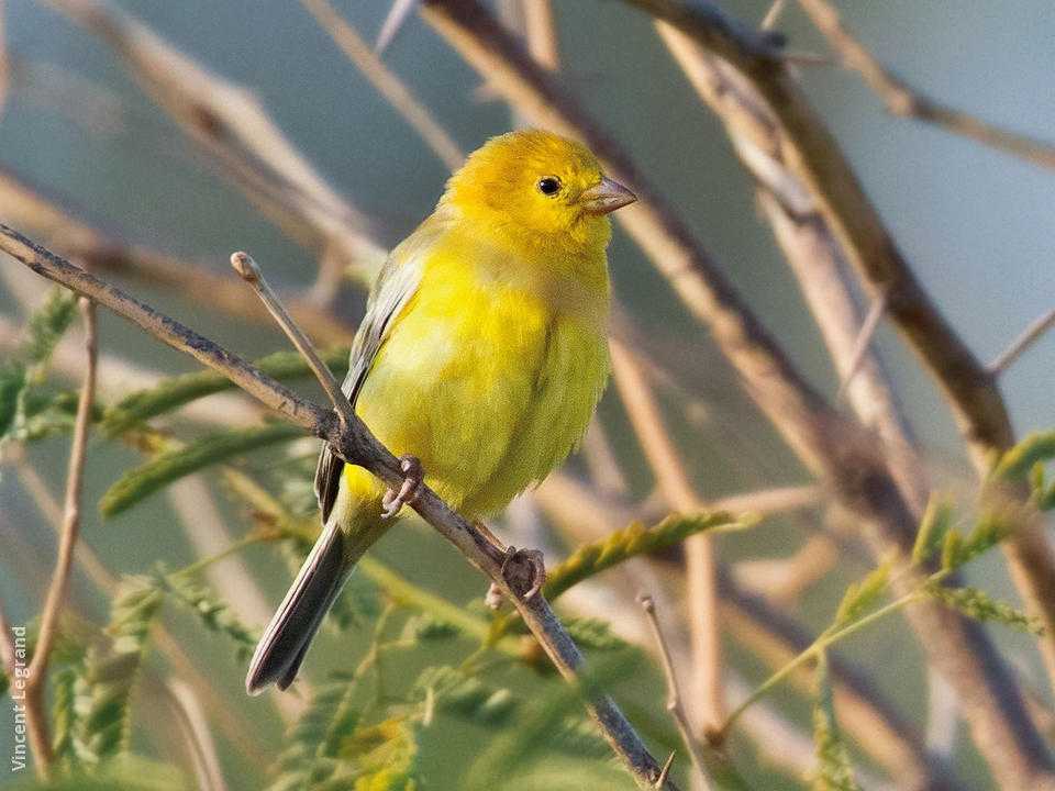 Семейство ткачиковые ploceidae. вьюрковые ткачики птичка из вьюрковых ткачиков