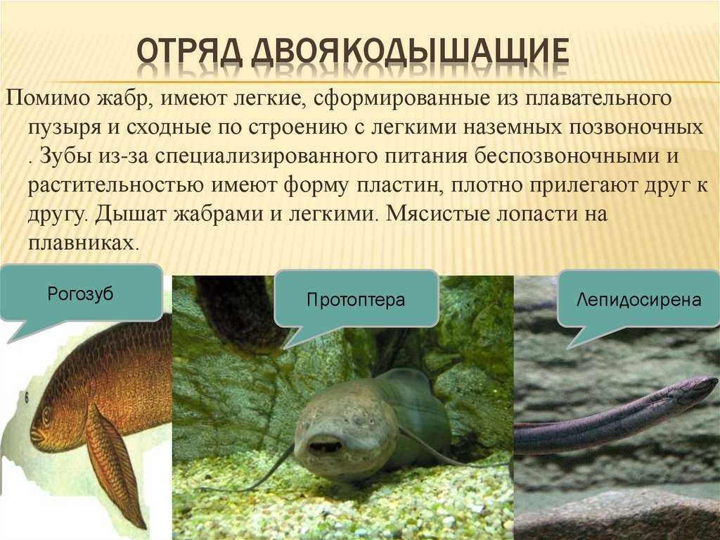 Класс костные рыбы - подкласс лопастепёрые рыбы - надотряд двоякодышащие - челюстноротые - хордовые