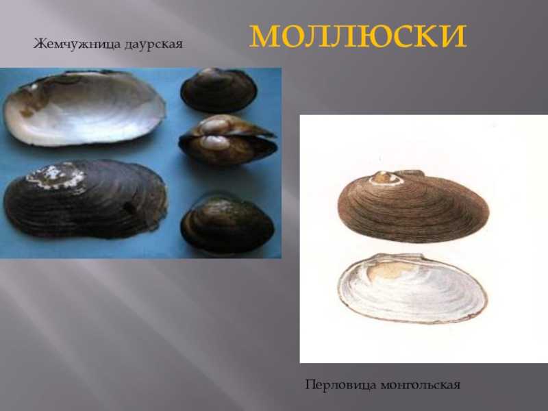 Всё про виды «жемчужных» моллюсков
