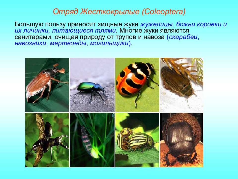 Бородавчатый омиас