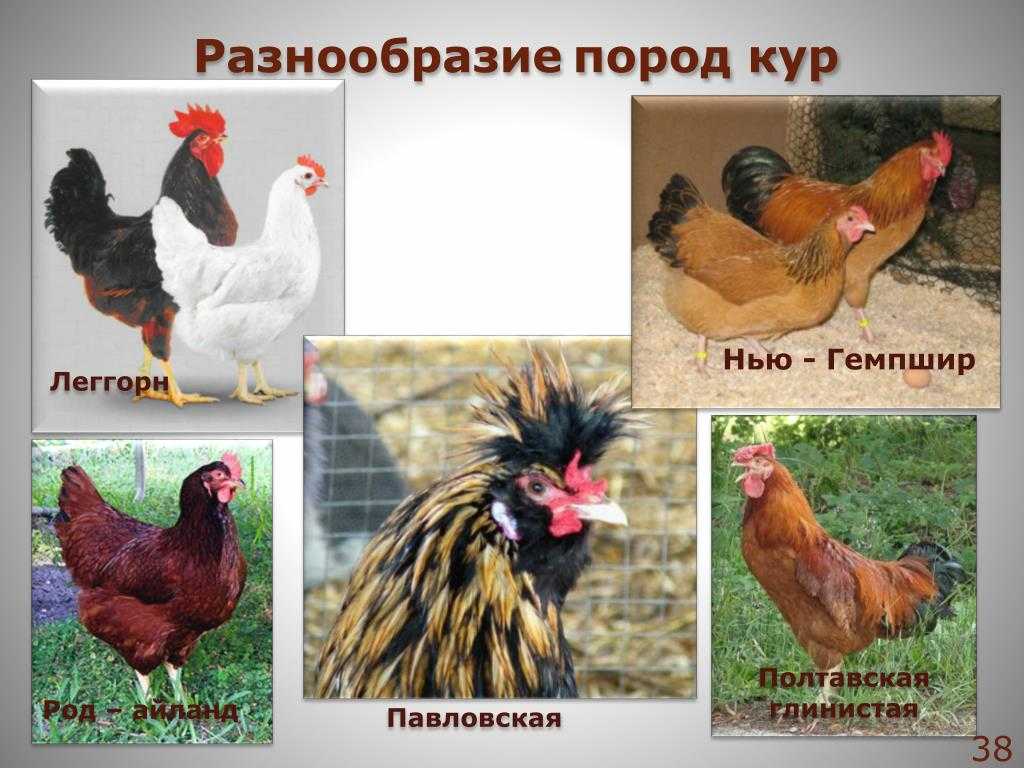 Дикая курица в россии