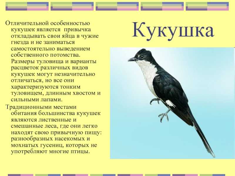 Шпорцевые кукушки - единственный род в монотипическом подсемействе centropodinae семейства кукушковых, включающий около 30 видов - семейства птиц - 2023