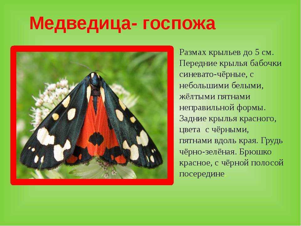 Характеристика отряда чешуекрылых и его основных семейств. отряд бабочки: размножение, питание, строение и основные подвиды чешуекрылые виды
