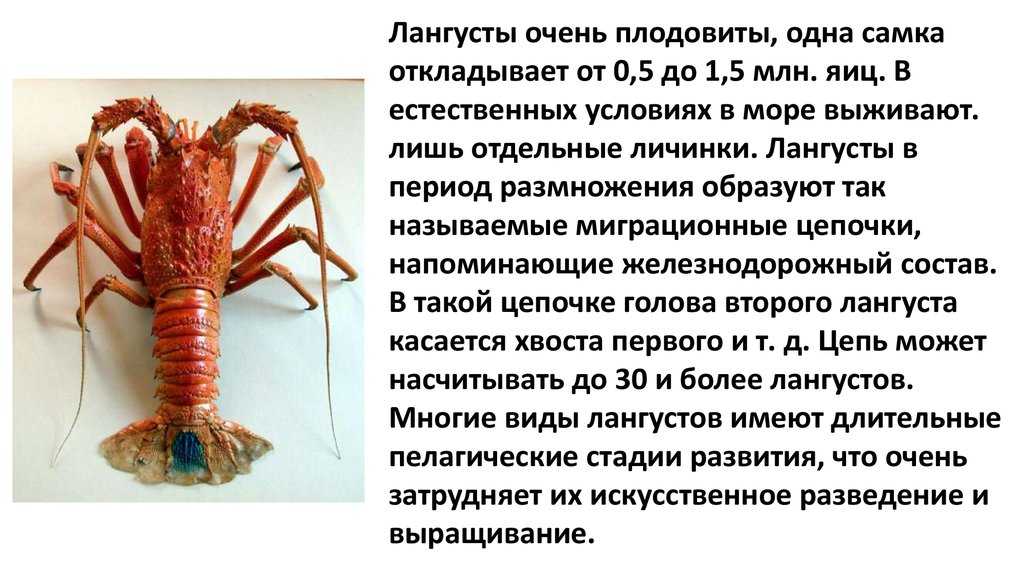 Омары (лобстеры): польза, вред и калорийность | food and health