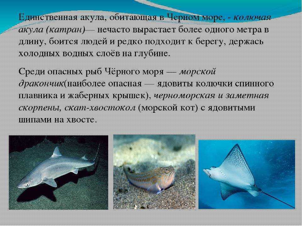 Кто такая кошачья акула? ∞ лагуна акул
